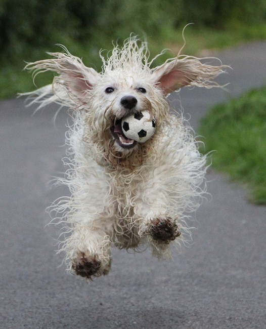 Linda Lamb (Happy Dog)