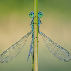 Diane Le Count - Common Blue Damselfly (20)