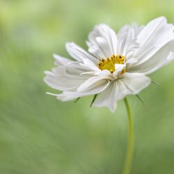 Sophia Spurgin - Cosmos (20)