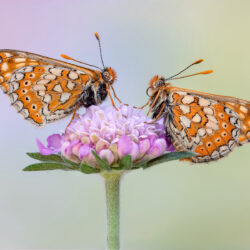 Sophia Spurgin - Marsh Fritillary Butterflies (18)
