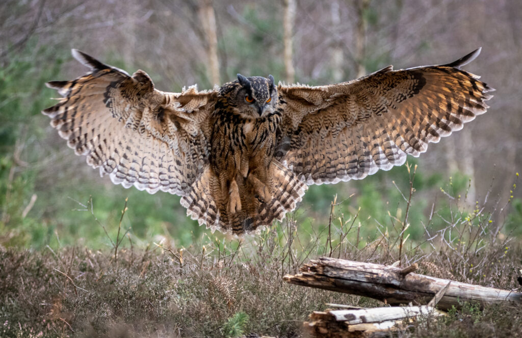 Carol Green (Coming Into Land (Open 19))