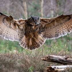 Carol Green - Coming Into Land (Open 19)