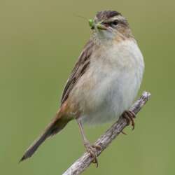 David Boswell - Grasshopper for lunch (Beginners 18)