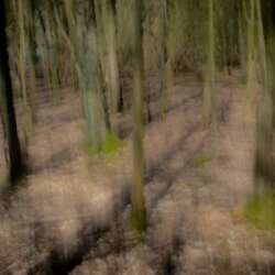 Jamil Kanfoud - Shaky Hatfield Forest (Beginners 19)