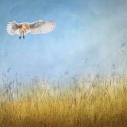 Sophia Spurgin - Barn Owl Hunting (Open 20)