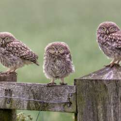 Sophia Spurgin - Wild Little Owl Chicks (Open 19)