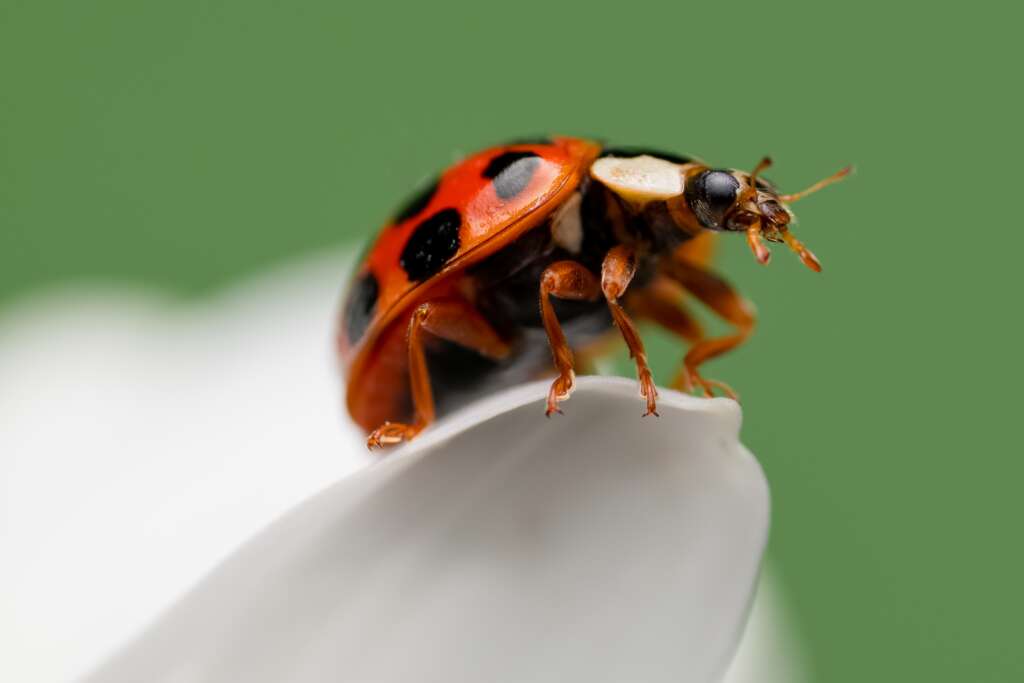 Sue Holte-Smith - Spotty