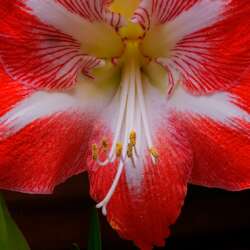 Bill Edwards - Amaryllis with stigma and anthers (19)