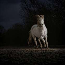 Colin Brister Evening Trot (Open 20)