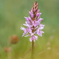 Diane Le Count - Common Spotted Orchid (Dactylorhiza fuchstii) (20)