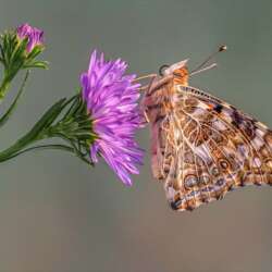 Diane Le Count Painted Lady (vanessa cardui) (Open 18)