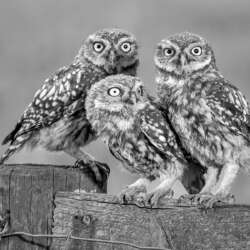 Diane Le Count - Wild Little Owl Owlets (18)