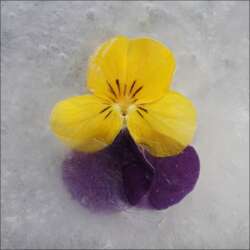 Guy Nicholson Trapped in Ice (Beginners 19)