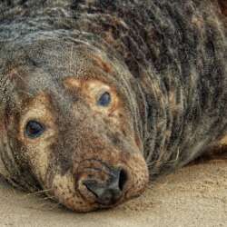 Liz Nicholson Laid Back (Beginners 20)