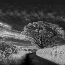 Mark Seton - The Oak Tree on the Lane (20)