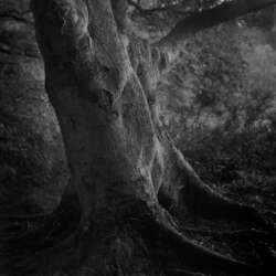 Paul Weaver - In the woods (19)