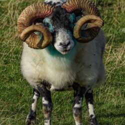 Peter Turner No pasaran (Beginners 18)