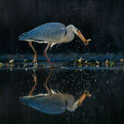 Robin Lee Gotcha! (Open 20)