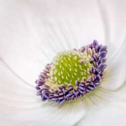 Sophia Spurgin - Anemone (20)