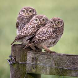 Sophia Spurgin Three wild Little Owl chicks (Open 19)