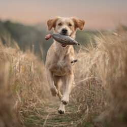 Steve Bancroft The young apprentice (Open 19)