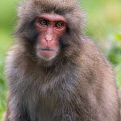 Alan Godfrey Japanese Macaque Profile (Open 19)