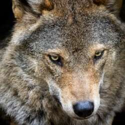 Alan Godfrey Lone Wolf (Open 19)