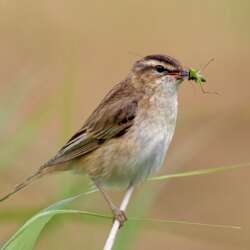 David Boswell Grasshopper Caught (Beginners 20)