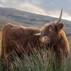 Diane Le Count Highland Cow (Open 20)