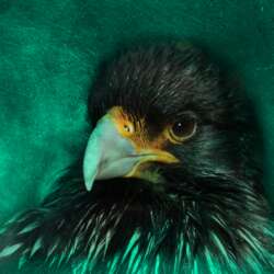 Guy Nicholson Beady Eyed (Beginners 19)