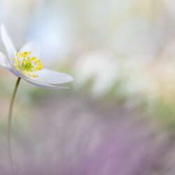 Sophia Spurgin Wood Anemone (Open 20)