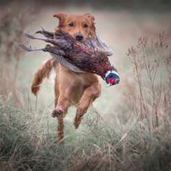 Steve Bancroft Bringing Home Sunda Lunch (Open 20)