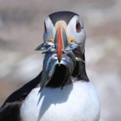 Puffin with Sand Eels by Anita Smith