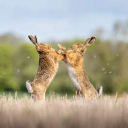 Boxing Hares by Sophia Spurgin