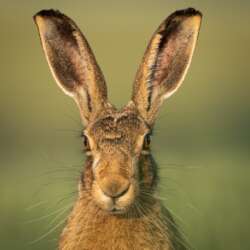 Brown Hare, Lepus europaeus by Carol Green