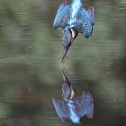 Dive by Colin Brister