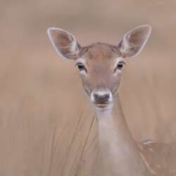 Fallow doe by Claire Norman