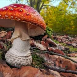 Fly Agaric by Tony Perryman