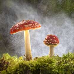 Fly Agaric with Fairy Dust by Diane Le Count