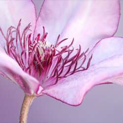 Clematis by Lynn Saunders