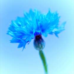 Misty Blue by Lynn Saunders