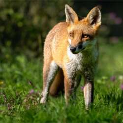 Mrs Fox by Lynne Fletcher