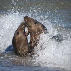 Splashing About by Graham Woolmer