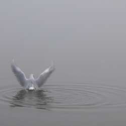 Spread your wings and fly away by David Boswell