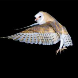 Incoming by Suze Cousins