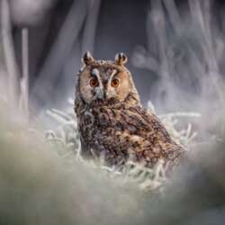 Winters Morning Colin Brister