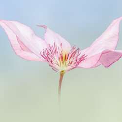 Pretty in Pink by Diane Le Count