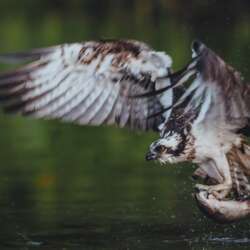 Osprey with early morning catch by Mike Wilson