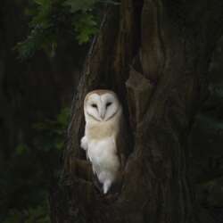 Juvenile barn owl (tyto alba) by Claire Norman