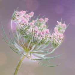 Beautiful Summer by Lynne Fletcher